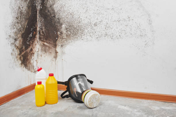 Best Certified Mold Removal  in Montesano, WA