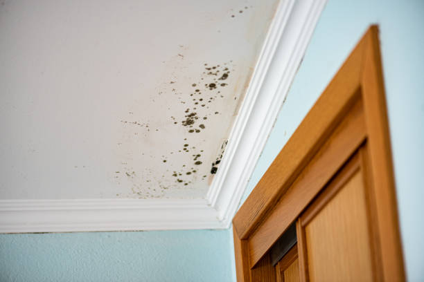 Best Mold Testing  in Montesano, WA