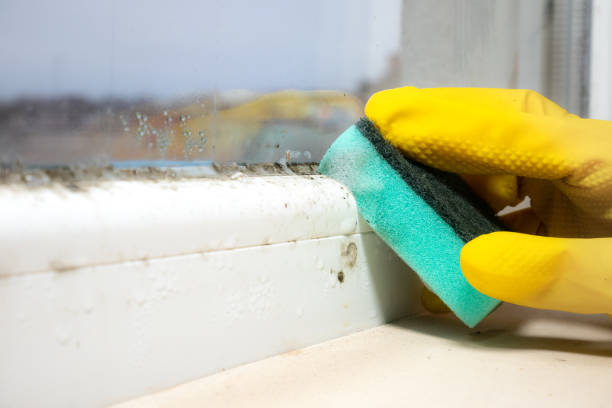 Best Home Mold Removal  in Montesano, WA