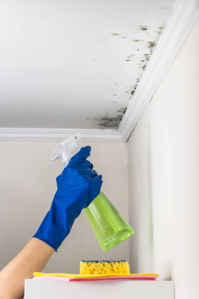 Best Crawl Space Mold Removal  in Montesano, WA