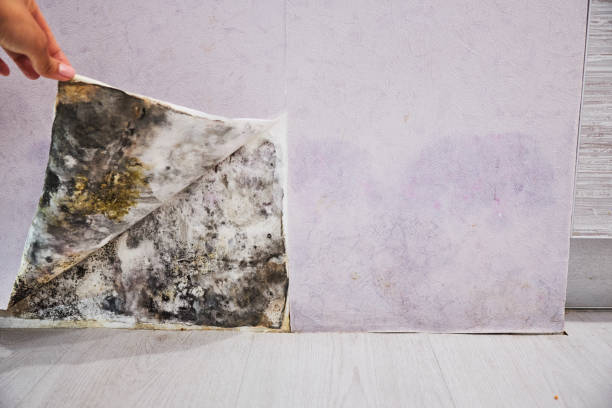 Best Commercial Mold Removal  in Montesano, WA